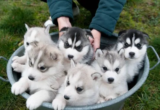 szczenieta husky   Husky   Szczenieta Siberian Husky