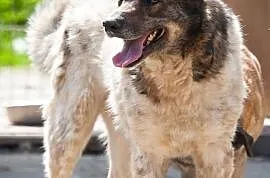 Tajger - piękny, ale wymagający pies czeka na dom, Krzesimów