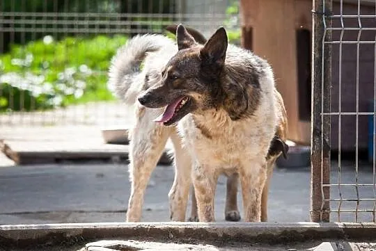 Tajger - piękny, ale wymagający pies czeka na dom, Krzesimów