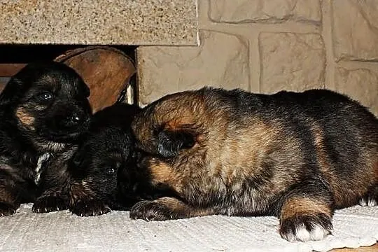Owczarek Niemiecki Owczarki Niemieckie
