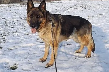 Roxana w typie owczarka niemieckiego,  warmińsko-m