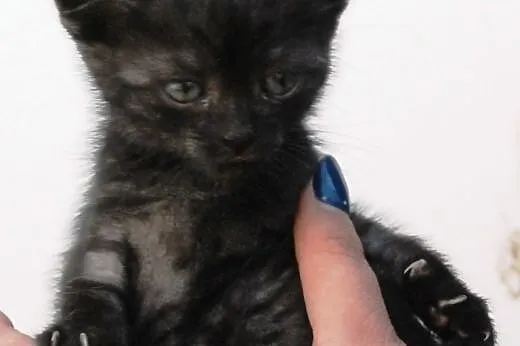 Kicia kociak malutka 6 tyg. stalowo szara Fiolka A