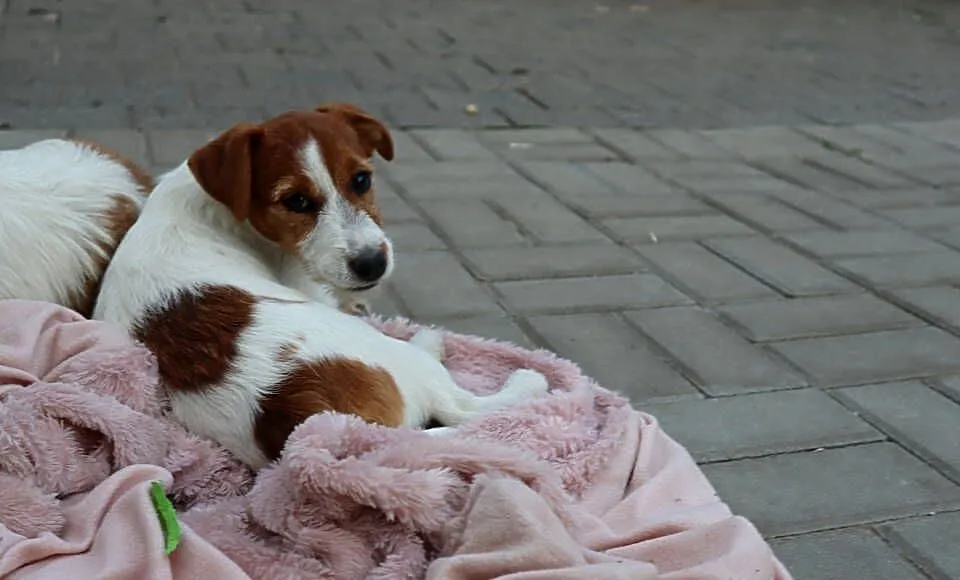 Jack Russell Terrier suczka rodowodowa ZKwP FCI, Wielkopolskie, Poznań