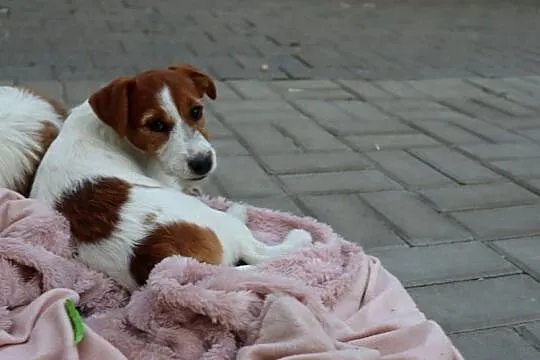 Jack Russell Terrier suczka rodowodowa ZKwP FCI, Wielkopolskie, Poznań
