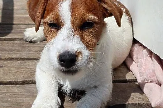 Jack Russell Terrier suczka rodowodowa ZKwP FCI, Wielkopolskie, Poznań