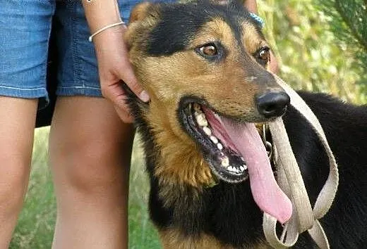 Moris, pies na schwał...tylko domu mu brak :(, ma