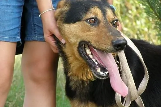 Moris, pies na schwał...tylko domu mu brak :(,  ma