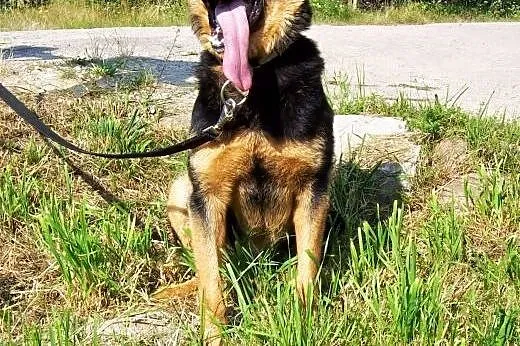 Moris, pies na schwał...tylko domu mu brak :(,  ma