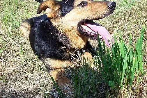 Moris, pies na schwał...tylko domu mu brak :(,  ma