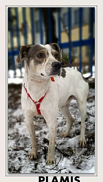 PLAMIŚ,1,5roku,młody,średni,łagodny,nieśmiały,szczepiony piesek, Śląskie, Katowice