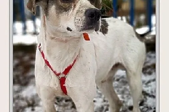 PLAMIŚ,1,5roku,młody,średni,łagodny,nieśmiały,szczepiony piesek, Śląskie, Katowice