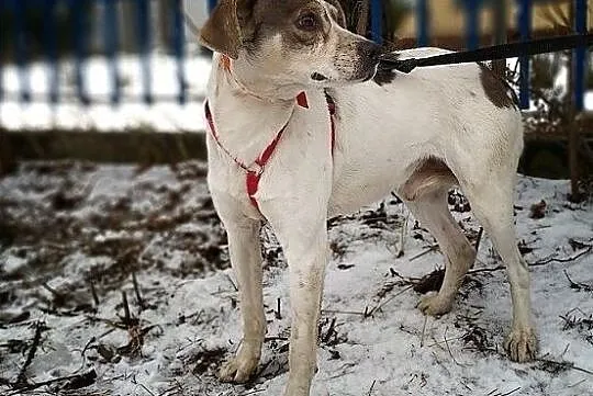 PLAMIŚ,1,5roku,młody,średni,łagodny,nieśmiały,szczepiony piesek, Śląskie, Katowice