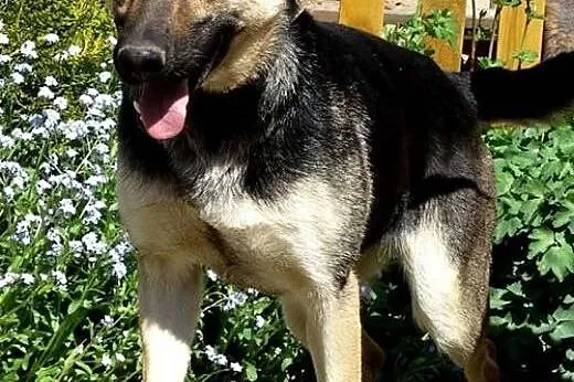 Cookie, młoda i wesoła suczka w typie owczarka szuka domu!,  Kundelki cała Polska