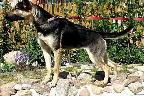 Cookie, młoda i wesoła suczka w typie owczarka szu