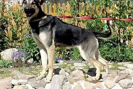 Cookie, młoda i wesoła suczka w typie owczarka szu