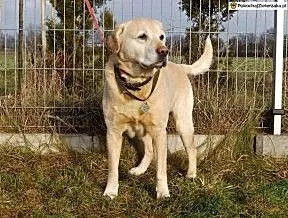 Biszkoptowy labrador do adopcji