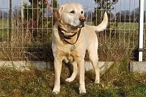 Biszkoptowy labrador do adopcji