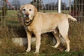 Biszkoptowy labrador do adopcji
