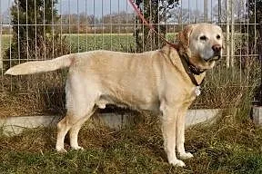 Biszkoptowy labrador do adopcji