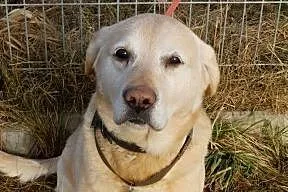 Biszkoptowy labrador do adopcji