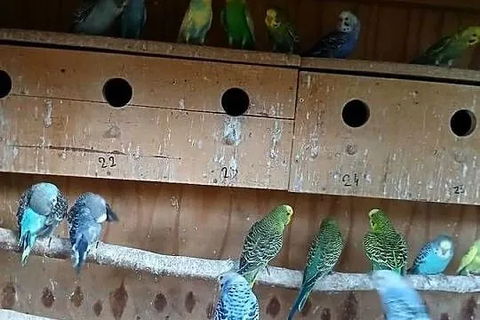 Sprzedam papugi faliste nimfy nierozłączki czerwonoczelne, Mazowieckie, Kuczki-Kolonia