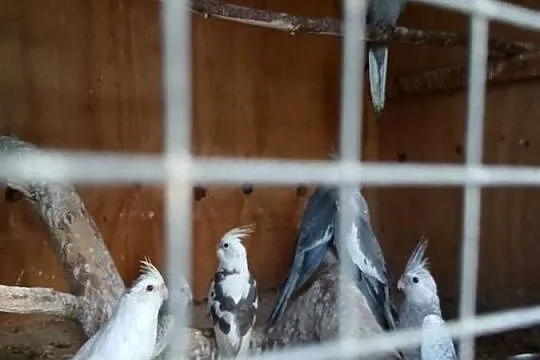 Sprzedam papugi faliste nimfy nierozłączki czerwonoczelne, Mazowieckie, Kuczki-Kolonia