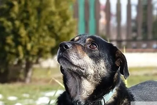Baks szuka przyjaciel na całe życie, Małopolskie, Kraków
