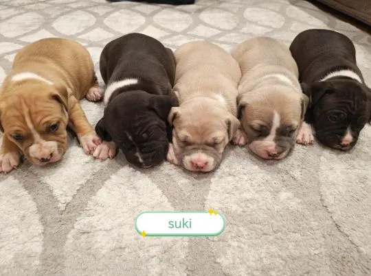 Szczenięta amstaff suczki i pieski zapraszam do rezerwacji, , Wyszków