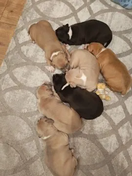 Szczenięta amstaff suczki i pieski zapraszam do rezerwacji, , Wyszków