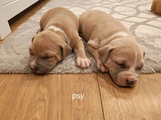 Szczenięta amstaff suczki i pieski zapraszam do rezerwacji