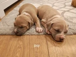 Szczenięta amstaff suczki i pieski zapraszam do rezerwacji