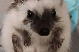 wyposażenie  specjalistyczne dla jeża pigmejskiego, jeż za darmo