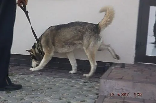Znaleziono psa - Alaskan Malamut ,  podkarpackie K