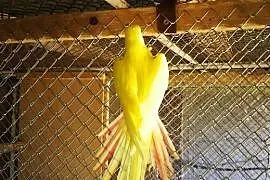 Papugi Księżniczki Walii żółte - Para z 2017, Malawa
