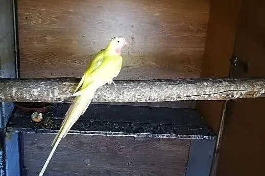 Papugi Księżniczki Walii żółte - Para z 2017, Malawa