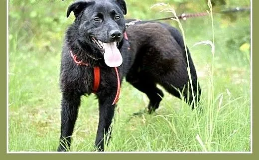 BALU,średni,młody,łagodny,wesoły,rodzinny piesek.A