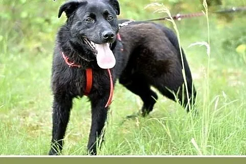 BALU,średni,młody,łagodny,wesoły,rodzinny piesek.A