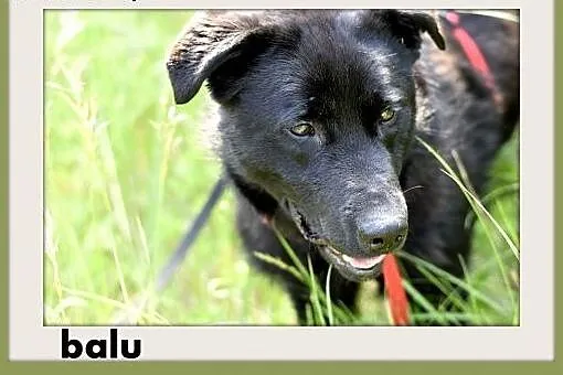 BALU,średni,młody,łagodny,wesoły,rodzinny piesek.A