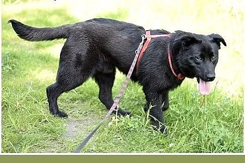 BALU,średni,młody,łagodny,wesoły,rodzinny piesek.A