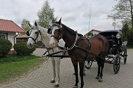 3 letnia klacz po Faustinus x Dimaggio, , 