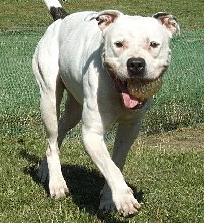 Max - amstaff szuka domu :), małopolskie Kraków