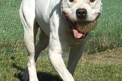 Max - amstaff szuka domu :), małopolskie Kraków