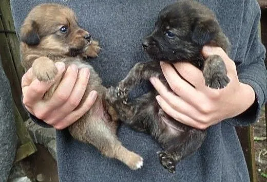 2 szczeniaki 4 miesiecznie do adopcji, mazowiecki