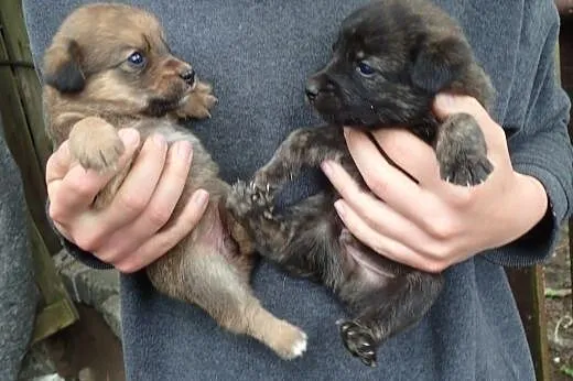 2 szczeniaki 4 miesiecznie do adopcji,  mazowiecki