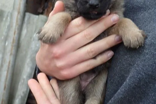 2 szczeniaki 4 miesiecznie do adopcji,  mazowiecki