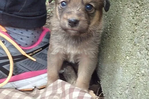 2 szczeniaki 4 miesiecznie do adopcji,  mazowiecki