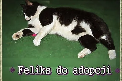 Piękny grubasek czeka na dom ! Feliks :),  mazowie
