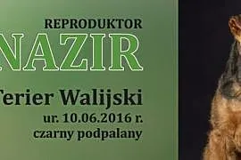 Reproduktor FCI Welsh Terrier Terier Walijski Nazi, Bydgoszcz