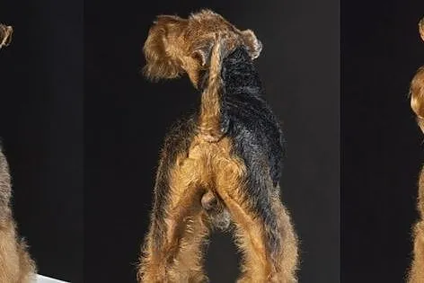 Reproduktor FCI Welsh Terrier Terier Walijski Nazi