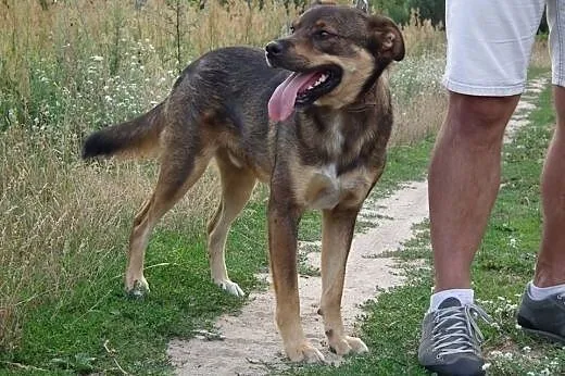 Kundel BURY - fajny pies! Adoptuj!, Kundelki cała Polska